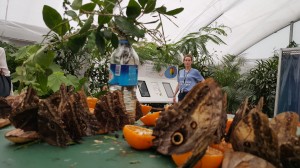 The butterflies get 'drunk' on rotting fruit