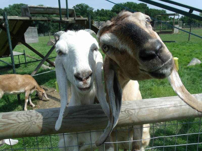 Godstone Farm goats