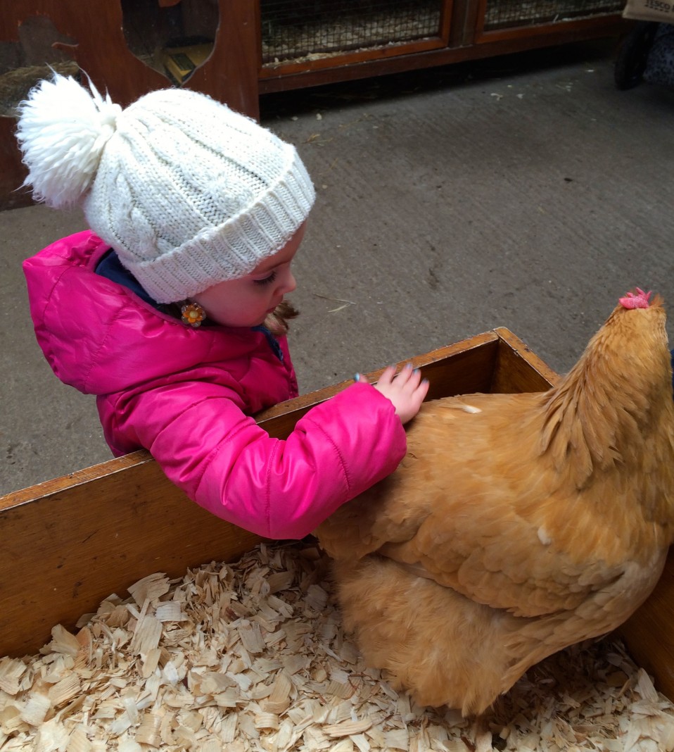 Godstone farm animal handling 