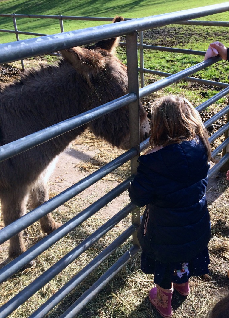 Godstone farm donkey