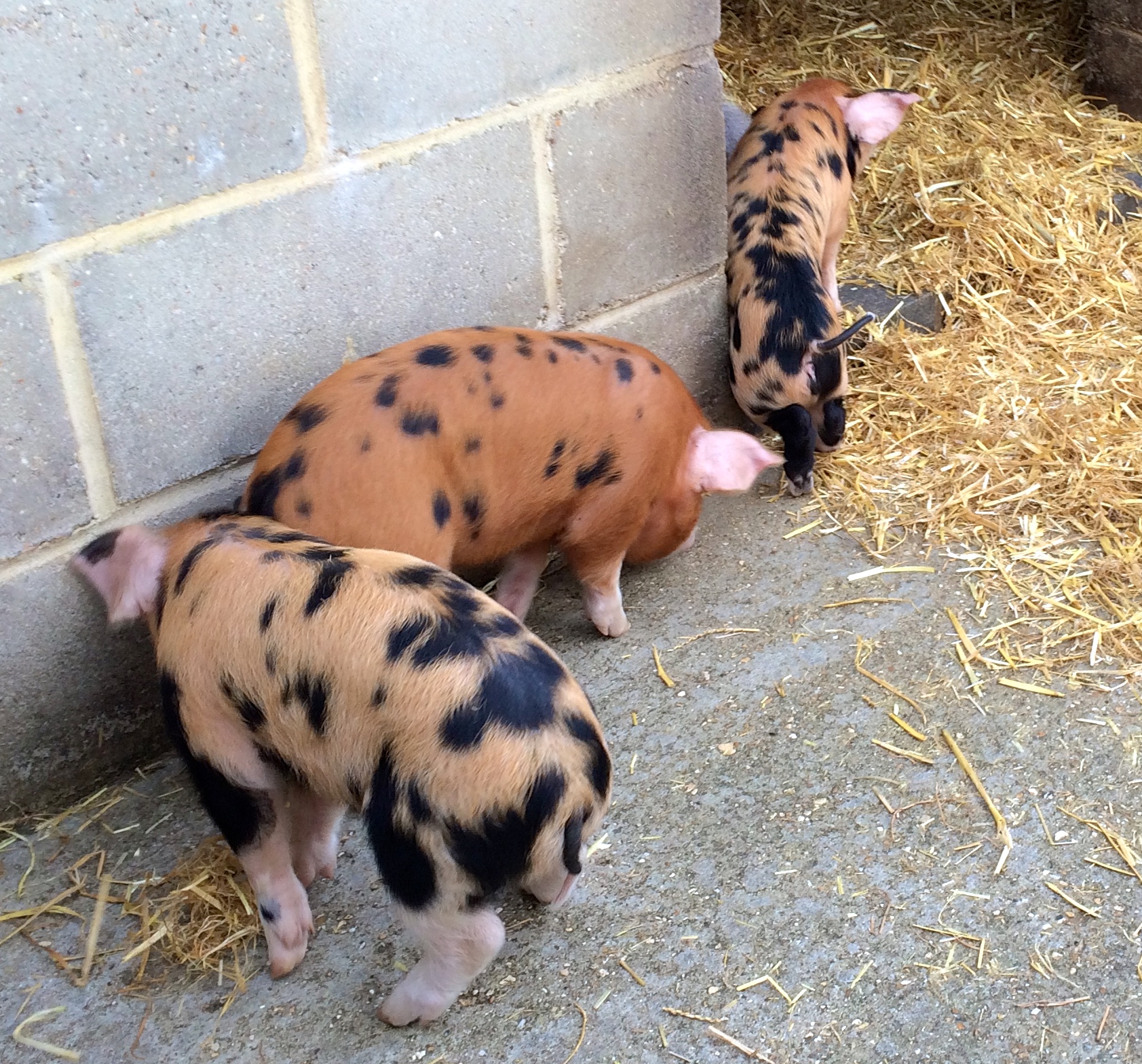 Godstone Farm