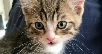 Kitten