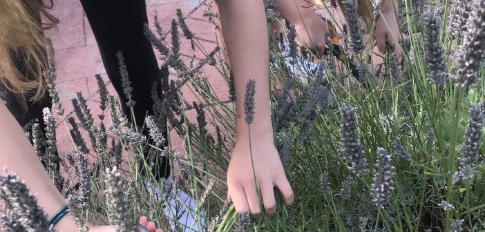 Gardening
