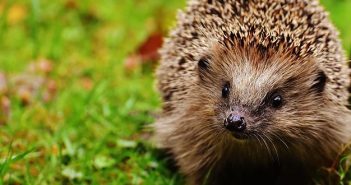 wildlife