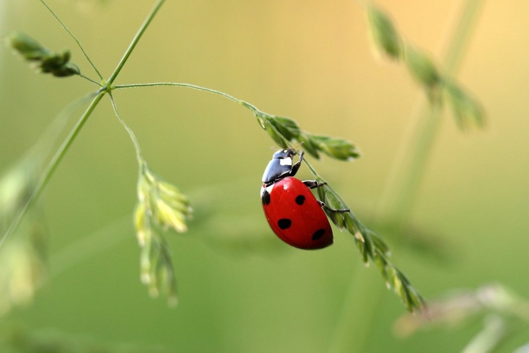 wildlife