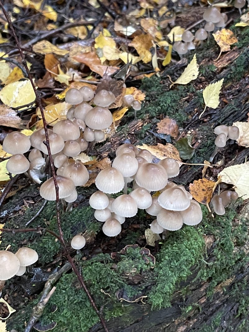 Autumn
