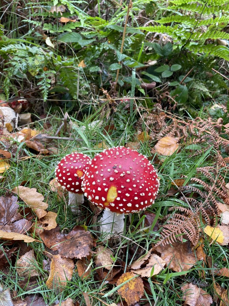Autumn