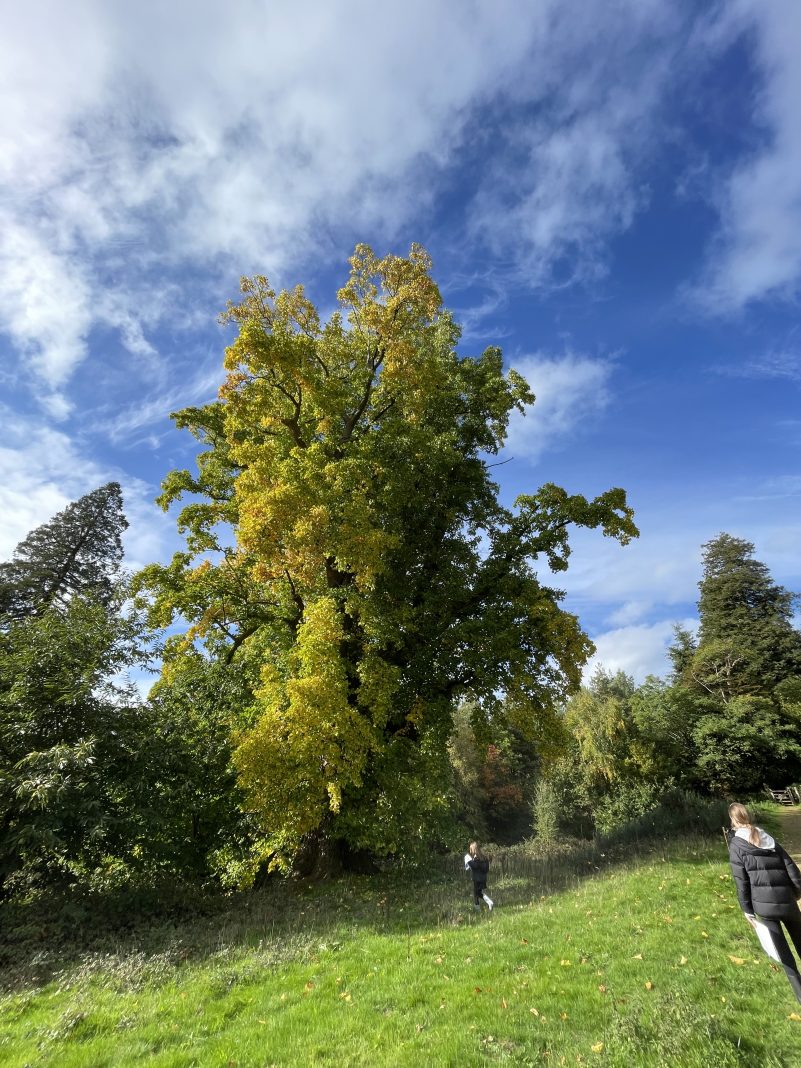 Autumn