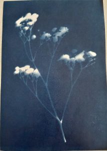 Cyanotype