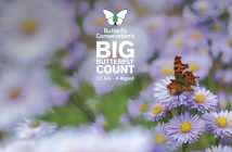 The Big Butterfly Count