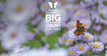 The Big Butterfly Count