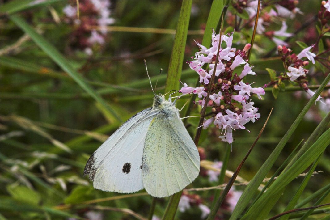 Big Butterfly Count