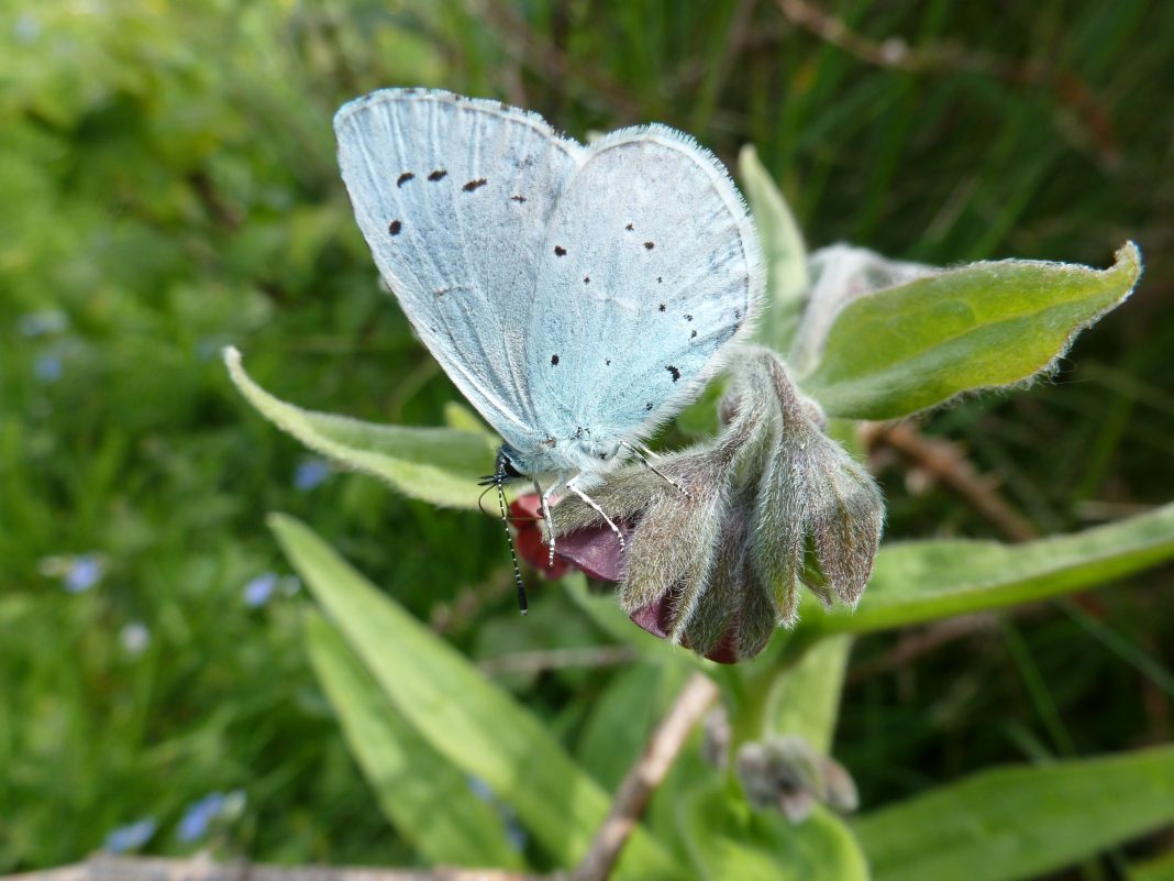 Big Butterfly Count